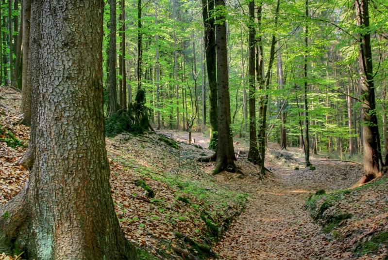 Ilustrační foto: ve smíšeném lese opad z listnatých stromů zlepšuje kvalitu půdy a přispívá k její postupné regeneraci. Foto: pixabay.com
